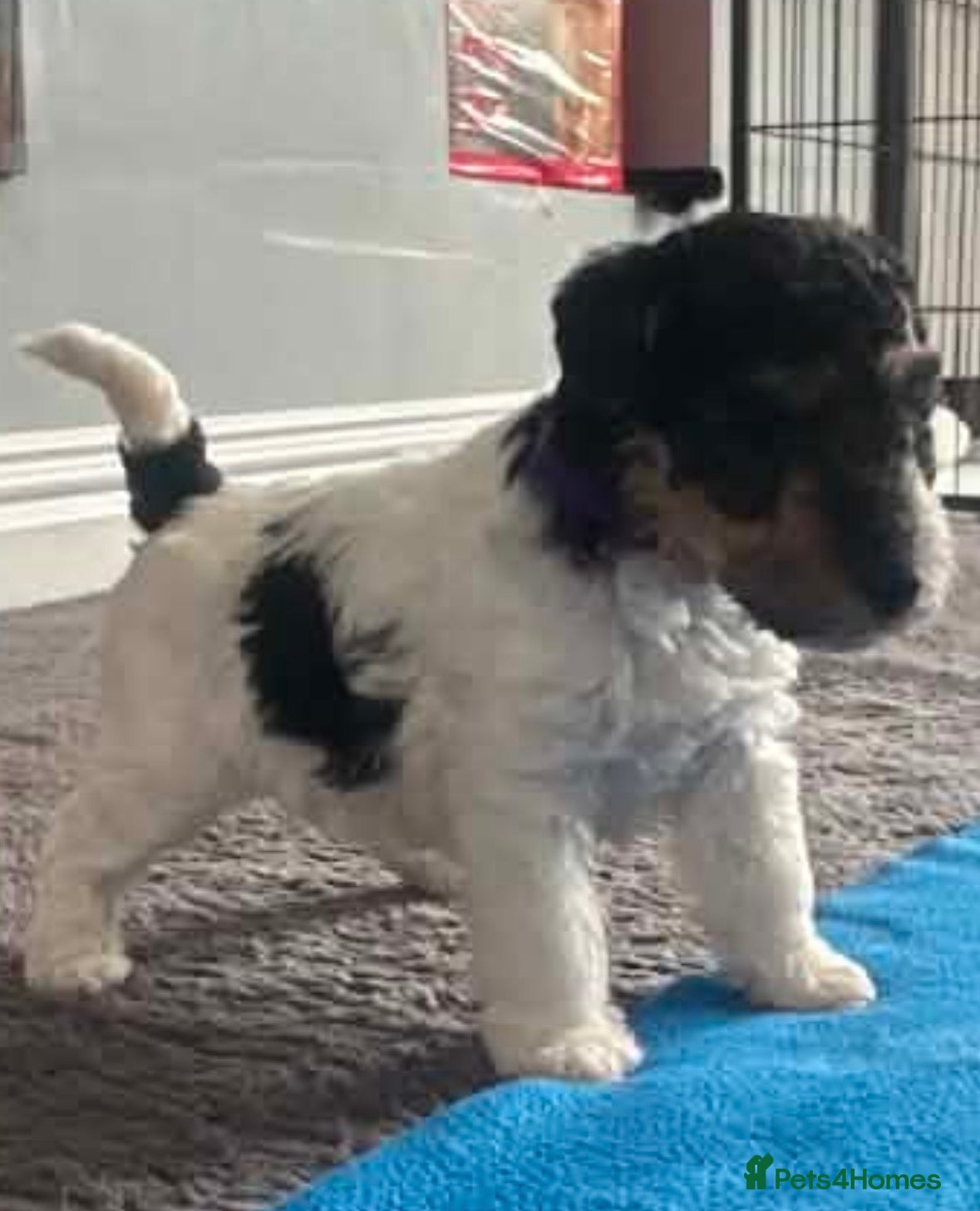 Fox Terrier dogs for sale: Wire haired fox terrier - Advert 20