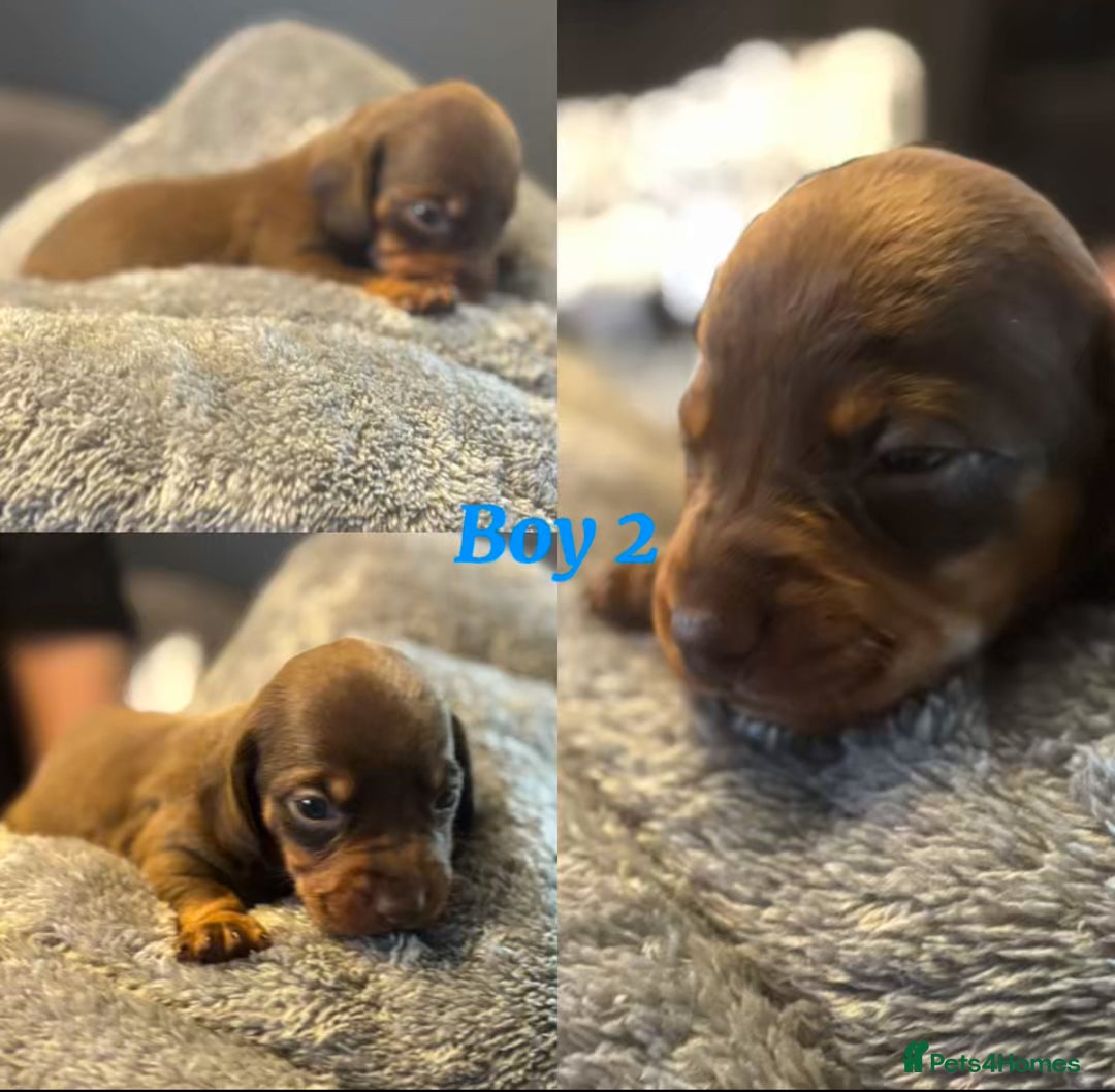 Dachshund dogs for sale: Tweener Dachshund Puppies - Advert 4