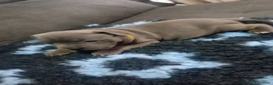 Yellow collar female
