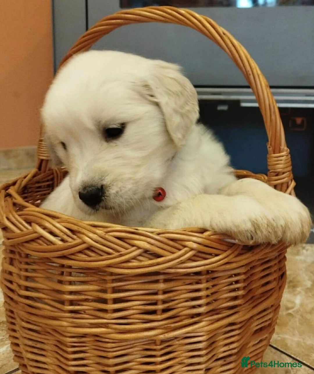 Golden Retriever dogs for sale: 🐶 beautiful golden retriever puppies ❤️ - Advert 5