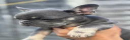French Bulldog dogs for sale: Top Quality French Bulldog Puppies - Advert 2