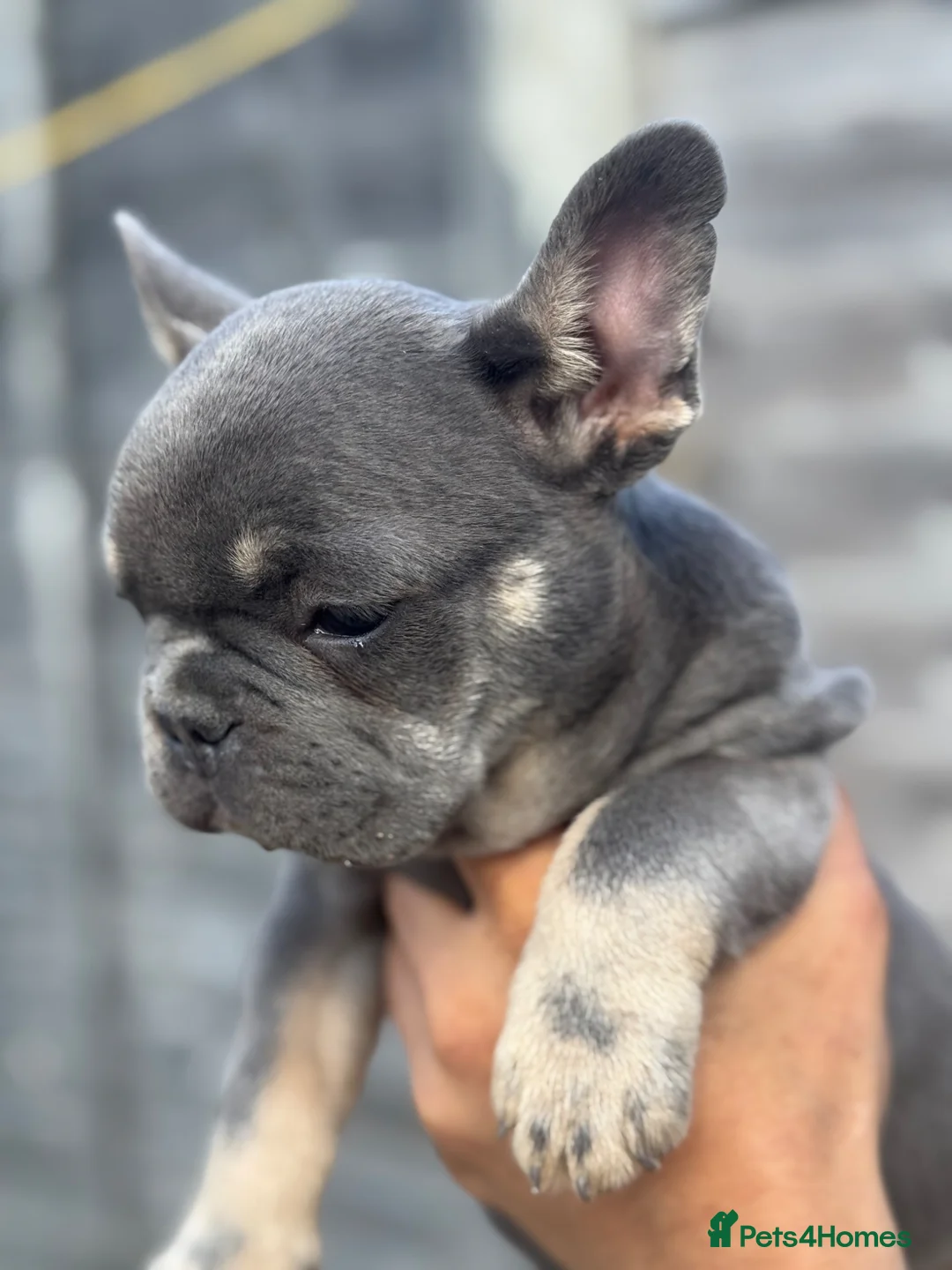 French Bulldog dogs for sale: Top Quality French Bulldog Puppies - Advert 2