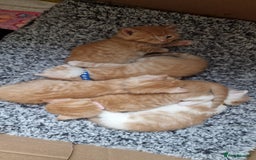 British Shorthair cats for sale: Gorgeous British Shorthair Kittens for SALE - Image 3