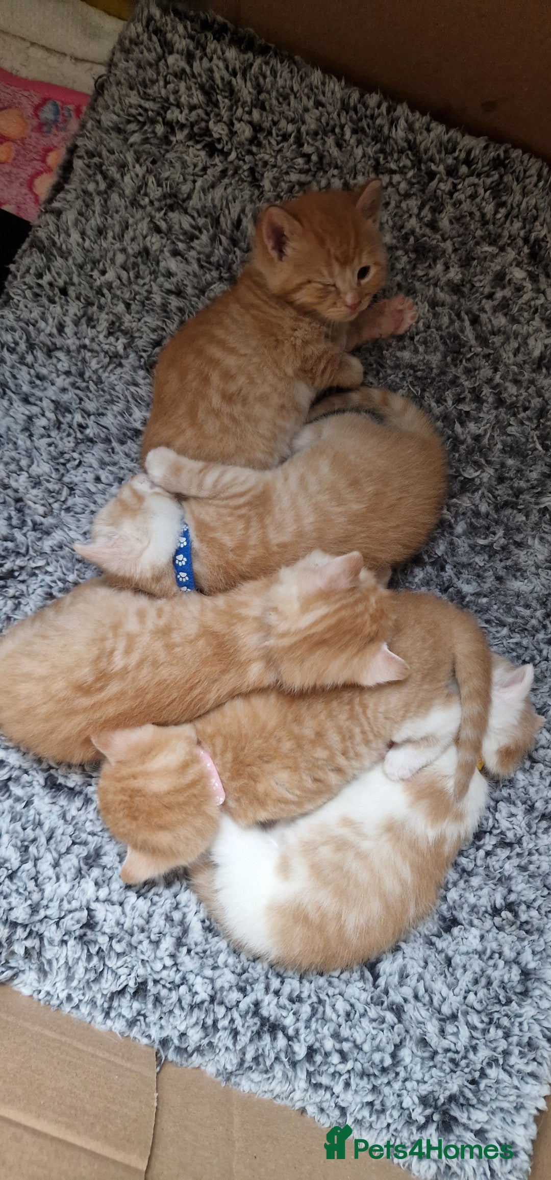 British Shorthair cats for sale: Gorgeous British Shorthair Kittens for SALE - Image 3