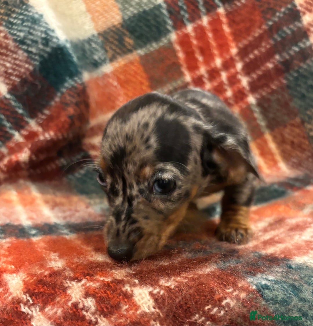 Miniature Dachshund dogs for sale: 🐶 beautiful tiny Dachshund puppies🐶 - Advert 3