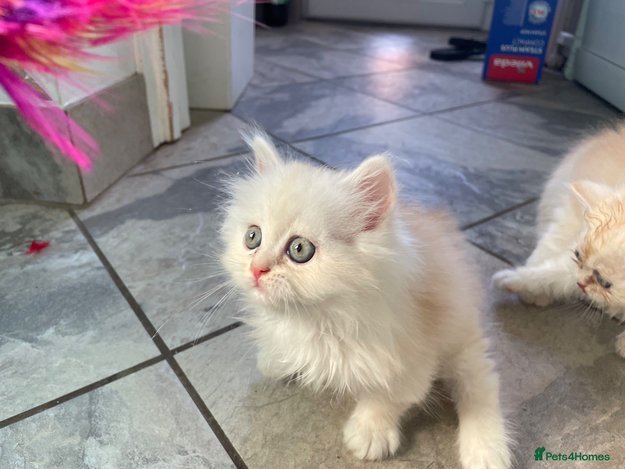 Persian cats Beautiful Fluffy Persian – Ready to Reserve 🐾 - Advert 4