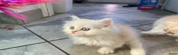 Persian cats for sale: Persian kittens in Rugby - Advert 23
