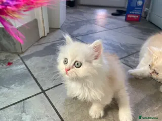 Persian cats Beautiful Fluffy Persian – Ready to Reserve 🐾 - Advert 5