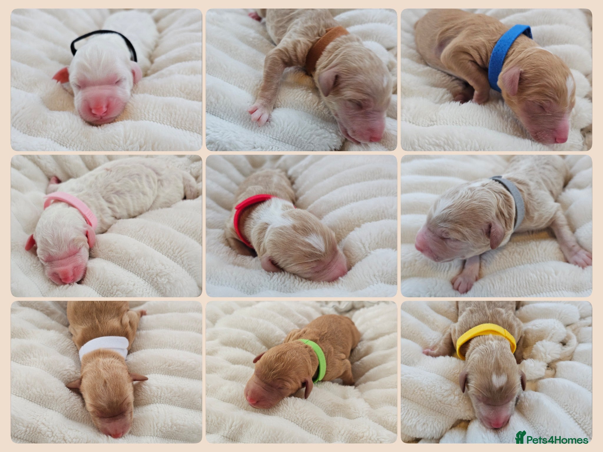 Australian Labradoodle dogs STUNNING LITTER OF AUSTRALIAN LABRADOODLES  - Advert 18