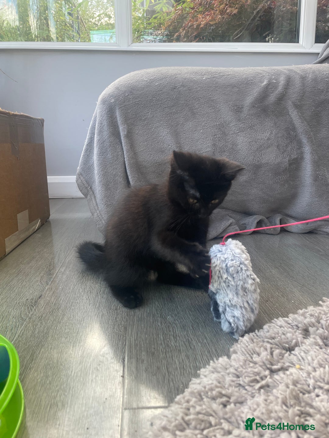 Brazilian Shorthair cats for sale: Little black rescue kitten - Image 7