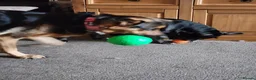 German Shepherd dogs for sale: Female gsd and pocket bully for sale  in Mansfield - Advert 22