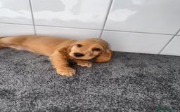 Cocker Spaniel dogs for sale: 6 stunning show type cocker spaniels  - Image 32