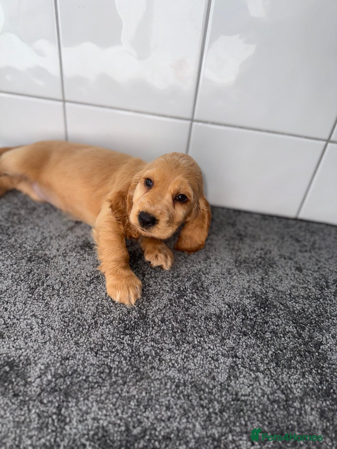 Cocker Spaniel dogs for sale: 6 stunning show type cocker spaniels  - Image 32