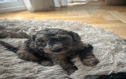 Cockapoo dogs for sale: Fb2 miniature cockapoo - Advert 15