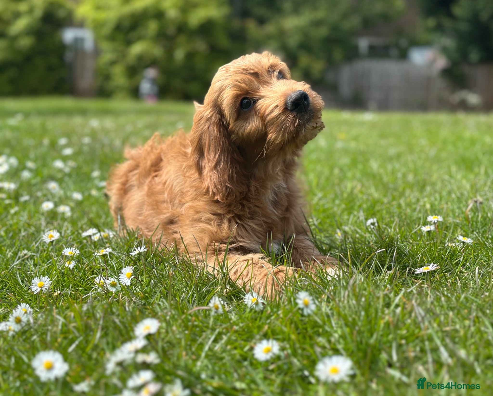 Irish Doodle dogs F1 miniature Irish doodles - Advert 18