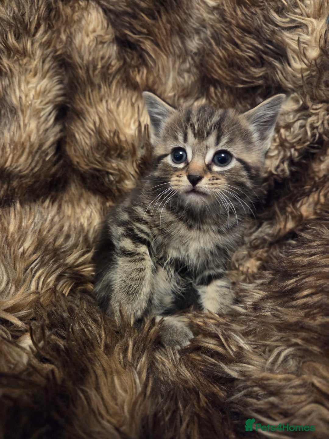 Mixed Breed cats for sale: 5 Adorable Kittens Ready for New Homes! - Image 10