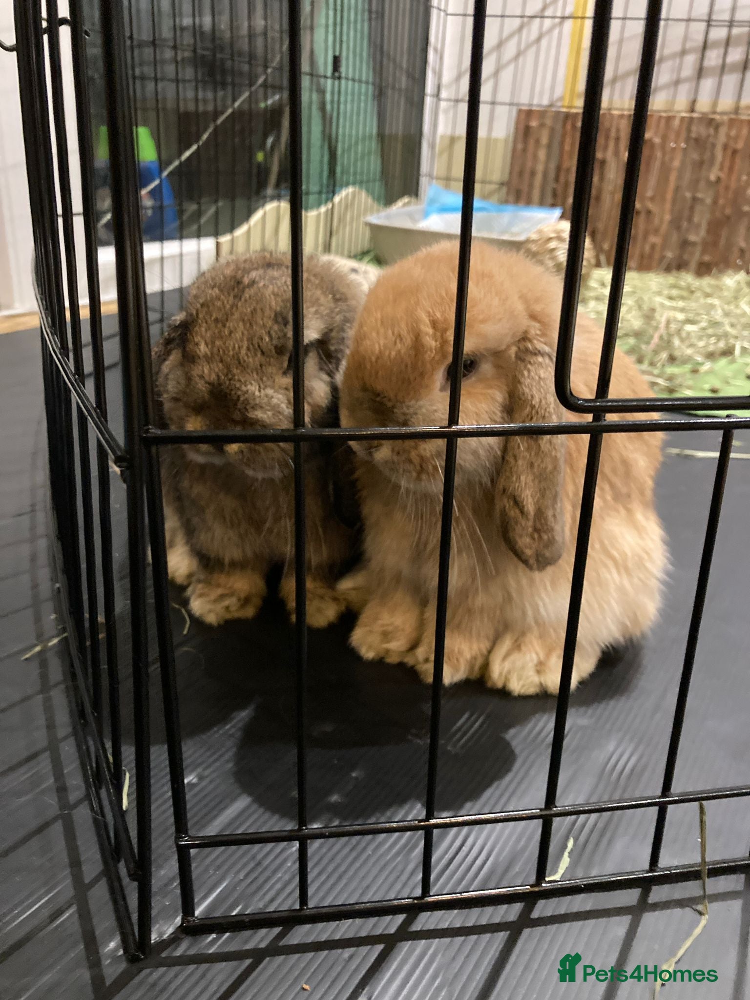 Mini Lop rabbits Mini lops for sale - Advert 2