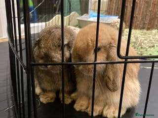 Mini Lop rabbits Mini lops for sale - Advert 2