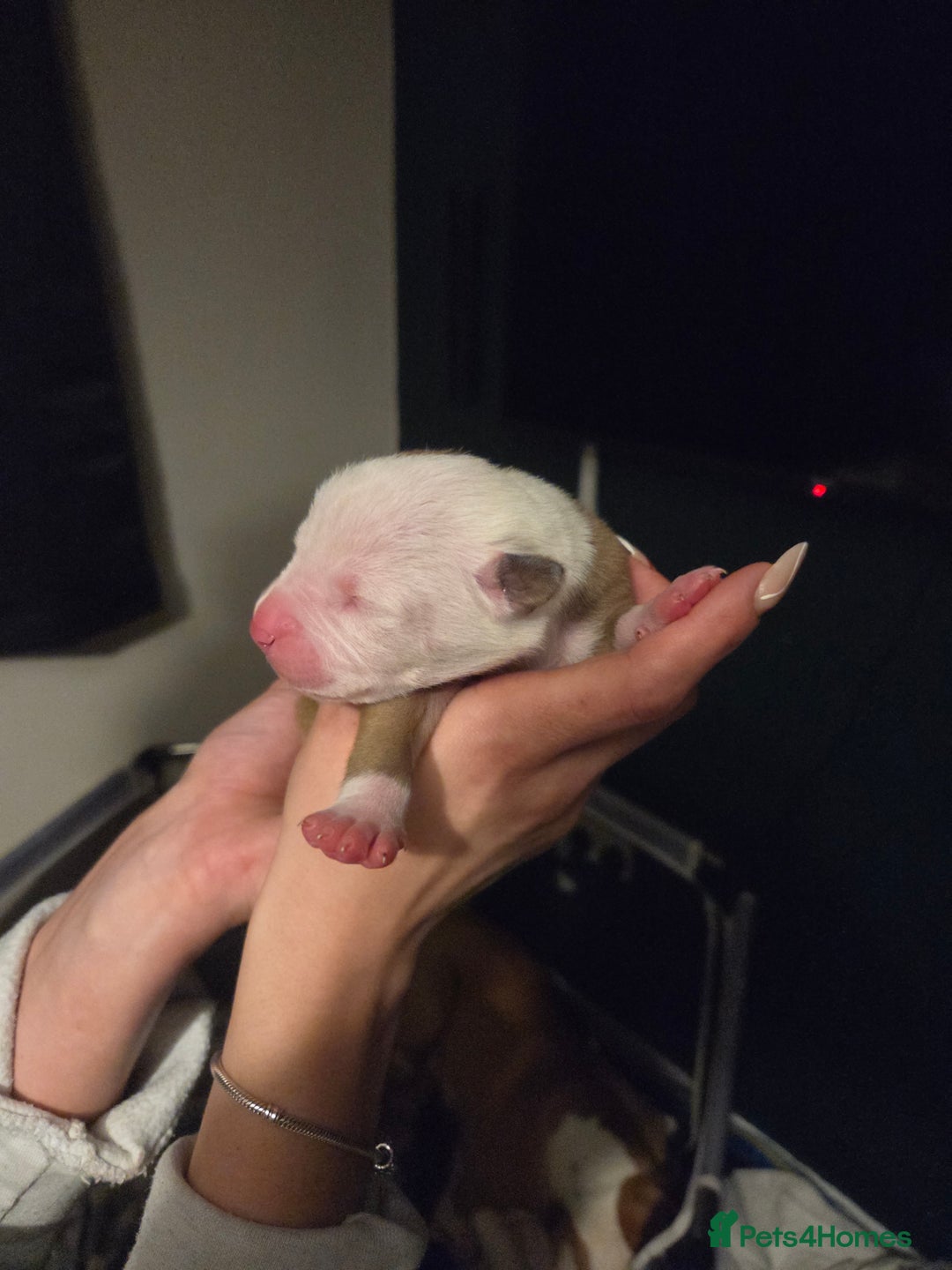 American Bulldog dogs for sale: American bulldog puppies  - Image 21