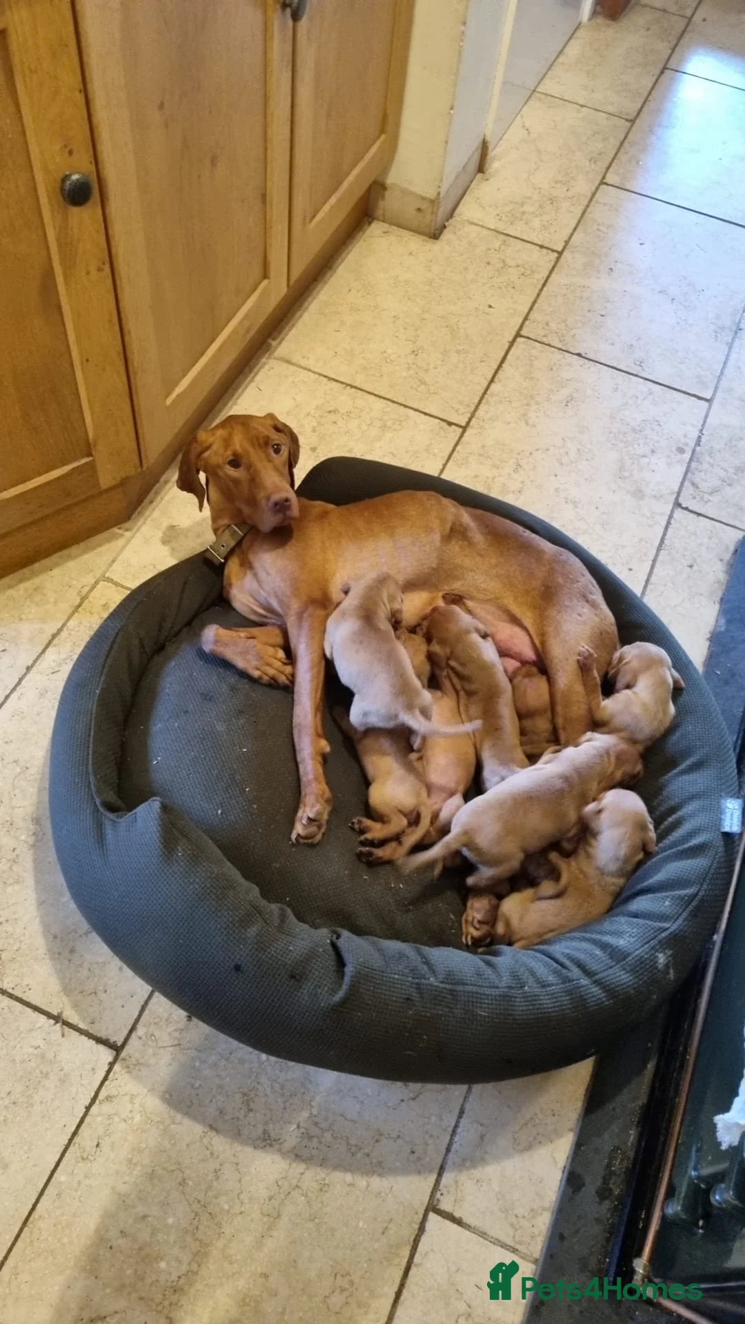 Hungarian Vizsla dogs for sale: Hungarian vizsla pups - Advert 2
