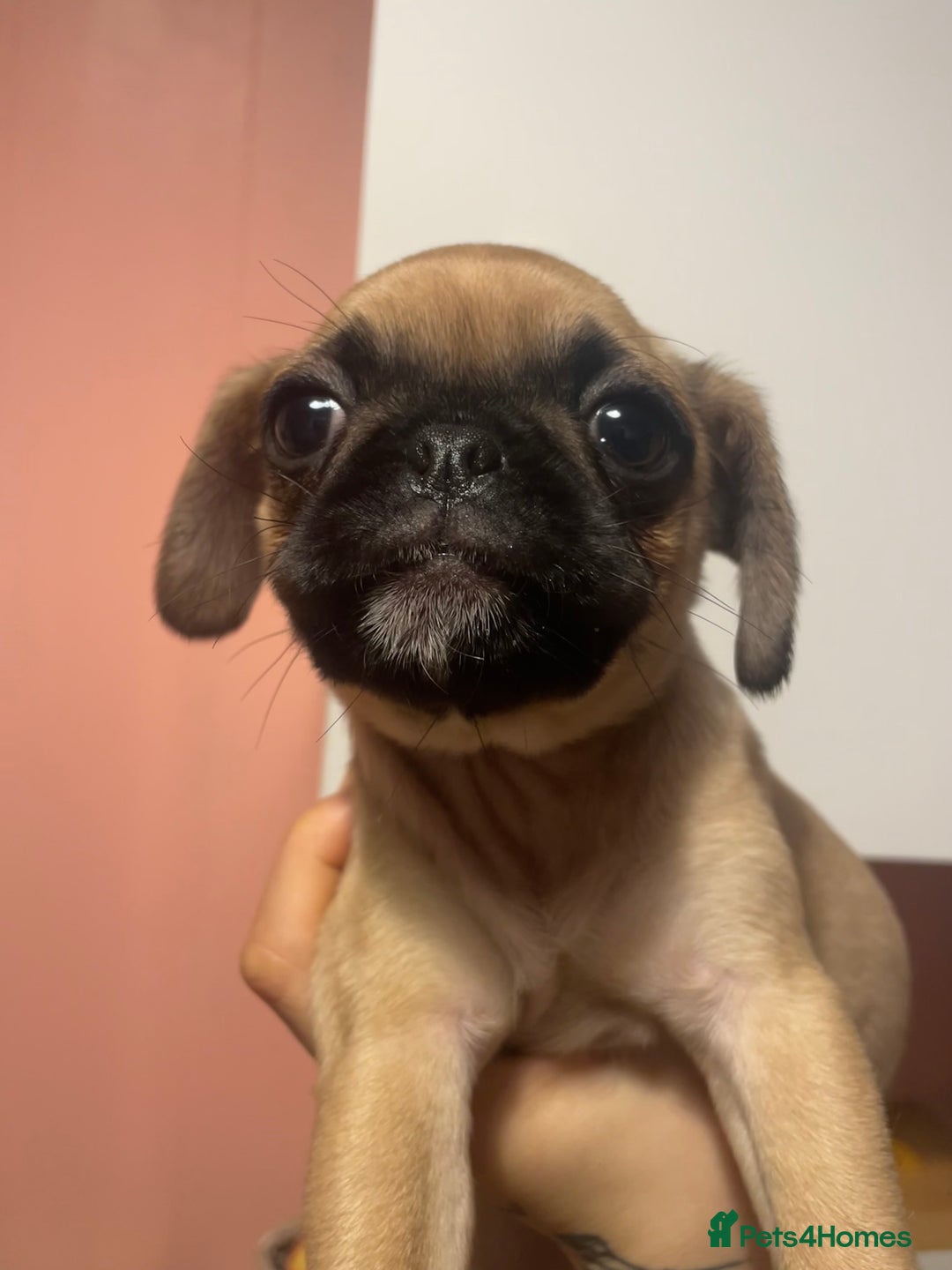 Pug dogs for sale: Beautiful tiny pug x pugalier puppy - Image 1