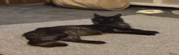 Maine Coon cats for sale: 🖤Beautiful Black Maine Coon Girl 3 Years old🖤 - Advert 8