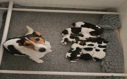 Jack Russell dogs for sale: 2 boys & 1 girl left, Ready & available from today - Image 19