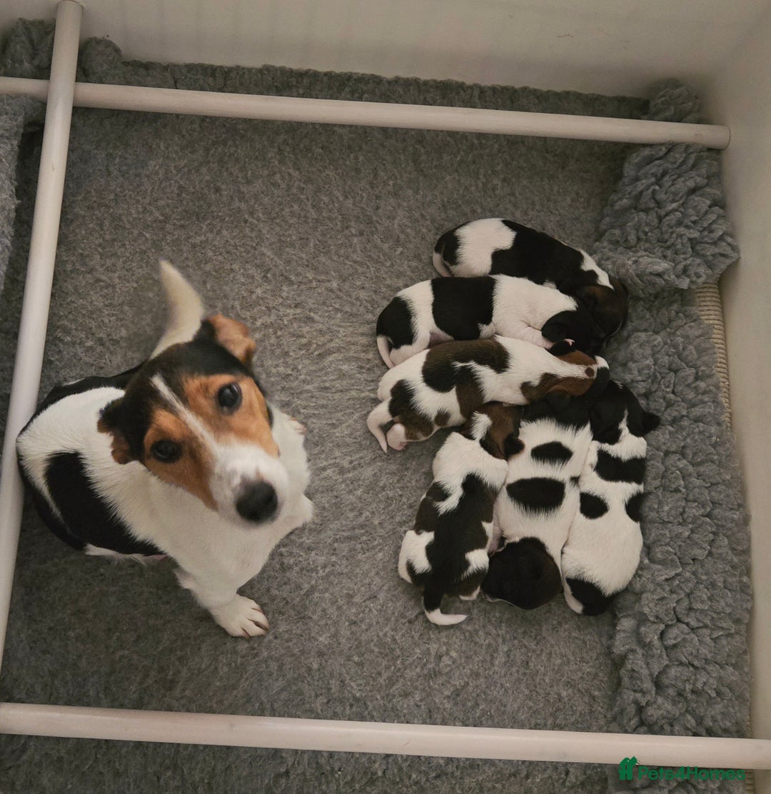 Jack Russell dogs for sale: 2 boys & 1 girl left, Ready & available from today - Image 19