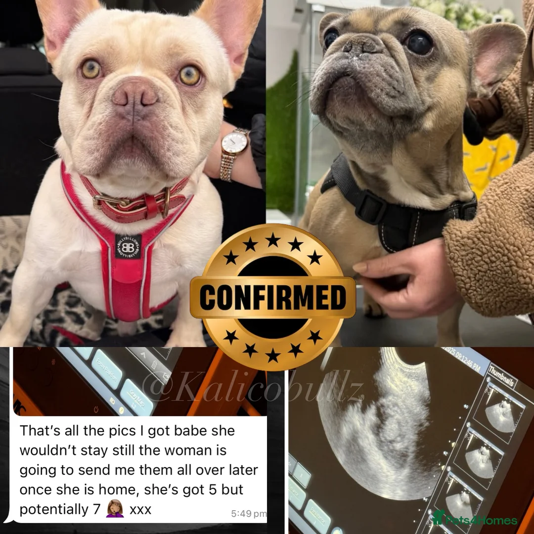 French Bulldog dogs for stud:  French Bulldog Stud 💥 Proven ✅  in Cannock - Advert 9