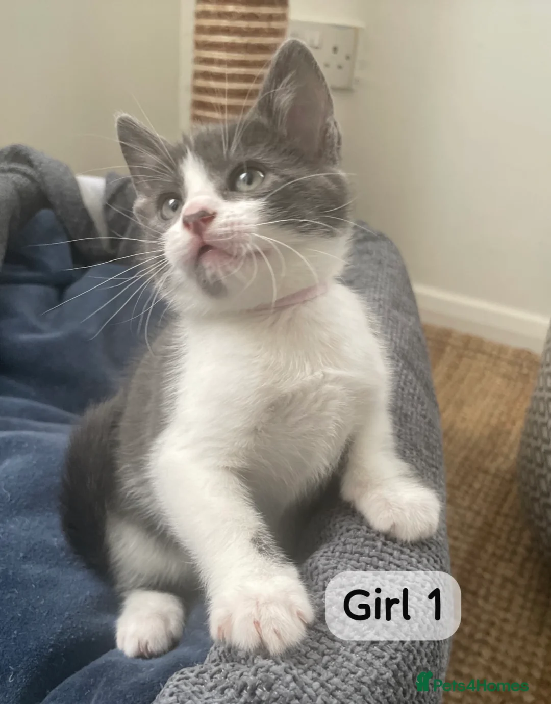 Mixed Breed cats for sale: Quarter bengal x maine coone kittens  - Advert 2