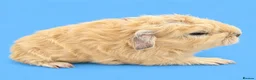 Guinea Pig rodents for sale: Bonded guinea pig boys swiss and Lakeland  - Advert 6