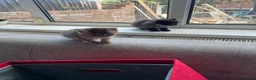British Shorthair cats for sale: Adorable British Shorthair Kittens - Advert 18