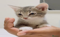 Mixed Breed cats for sale: Kittens ready to go - Image 15