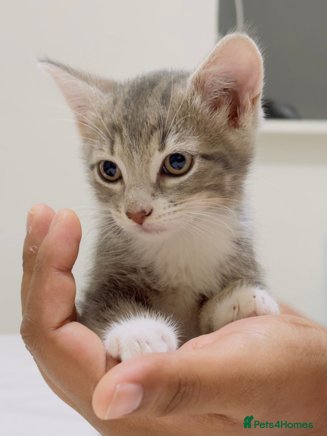 Mixed Breed cats for sale: Kittens ready to go - Image 15