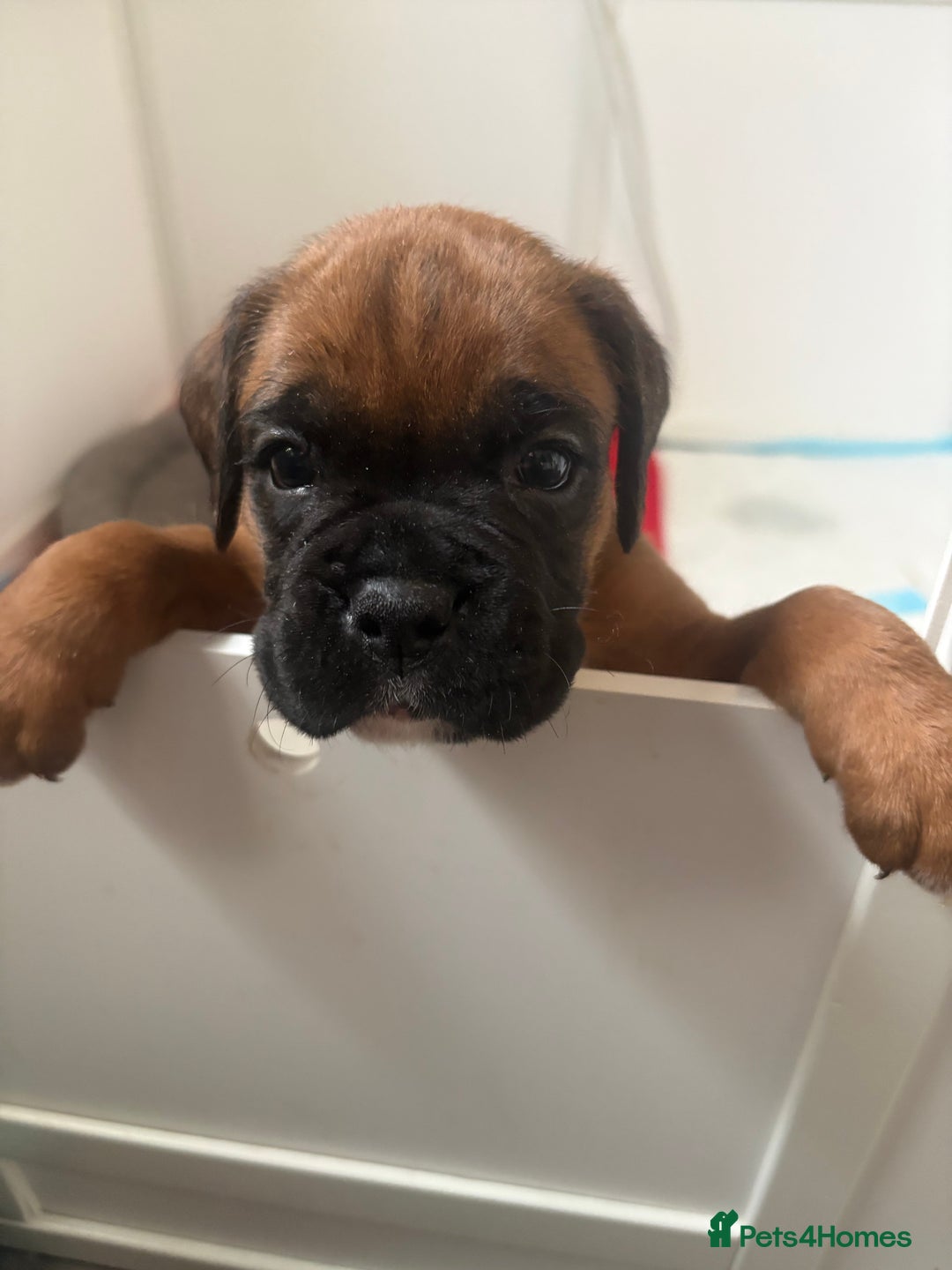 Boxer dogs for sale: 4 Stunning Boxer puppies - Advert 11