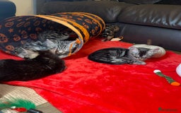 Bengal cats for sale: 🌟 Premium Bengal Tica Kittens – 5★Breeder 🌟 - Image 32