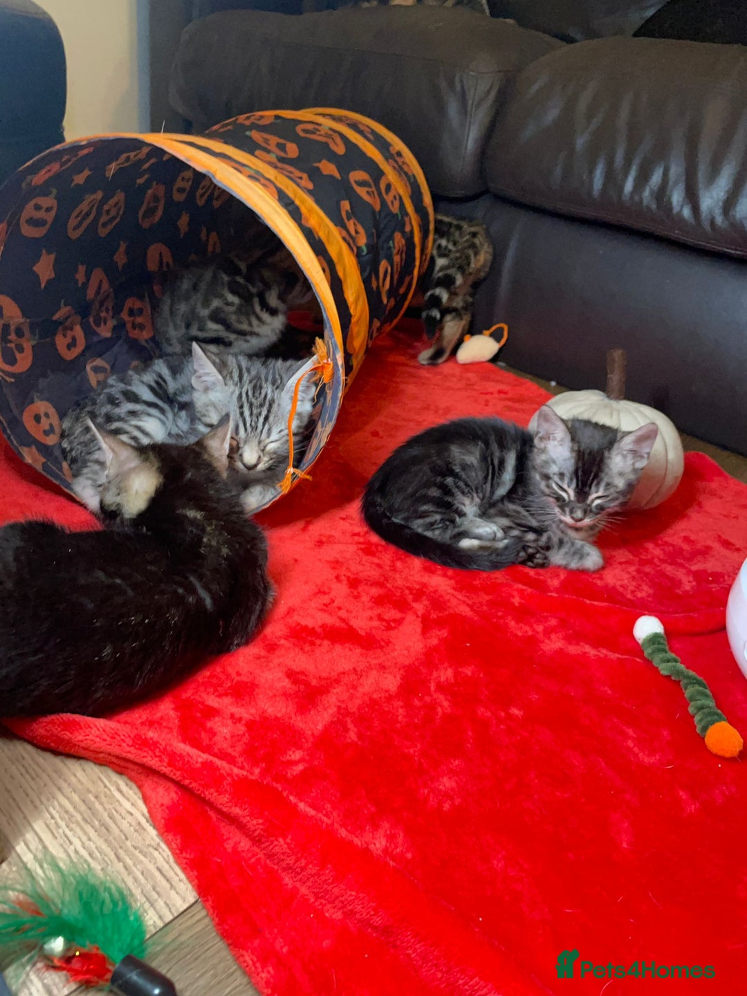 Bengal cats for sale: 🌟 Premium Bengal Tica Kittens – 5★Breeder 🌟 - Image 32