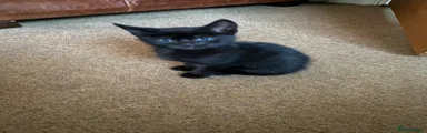 Mixed Breed Kitten 3