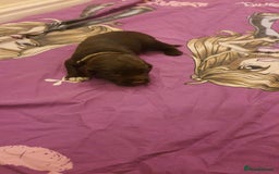 Sprocker dogs for sale: Cocker spaniel x english springer spaniel  - Image 8