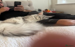 Maine Coon cats for sale: Female Maine coon  - Image 6