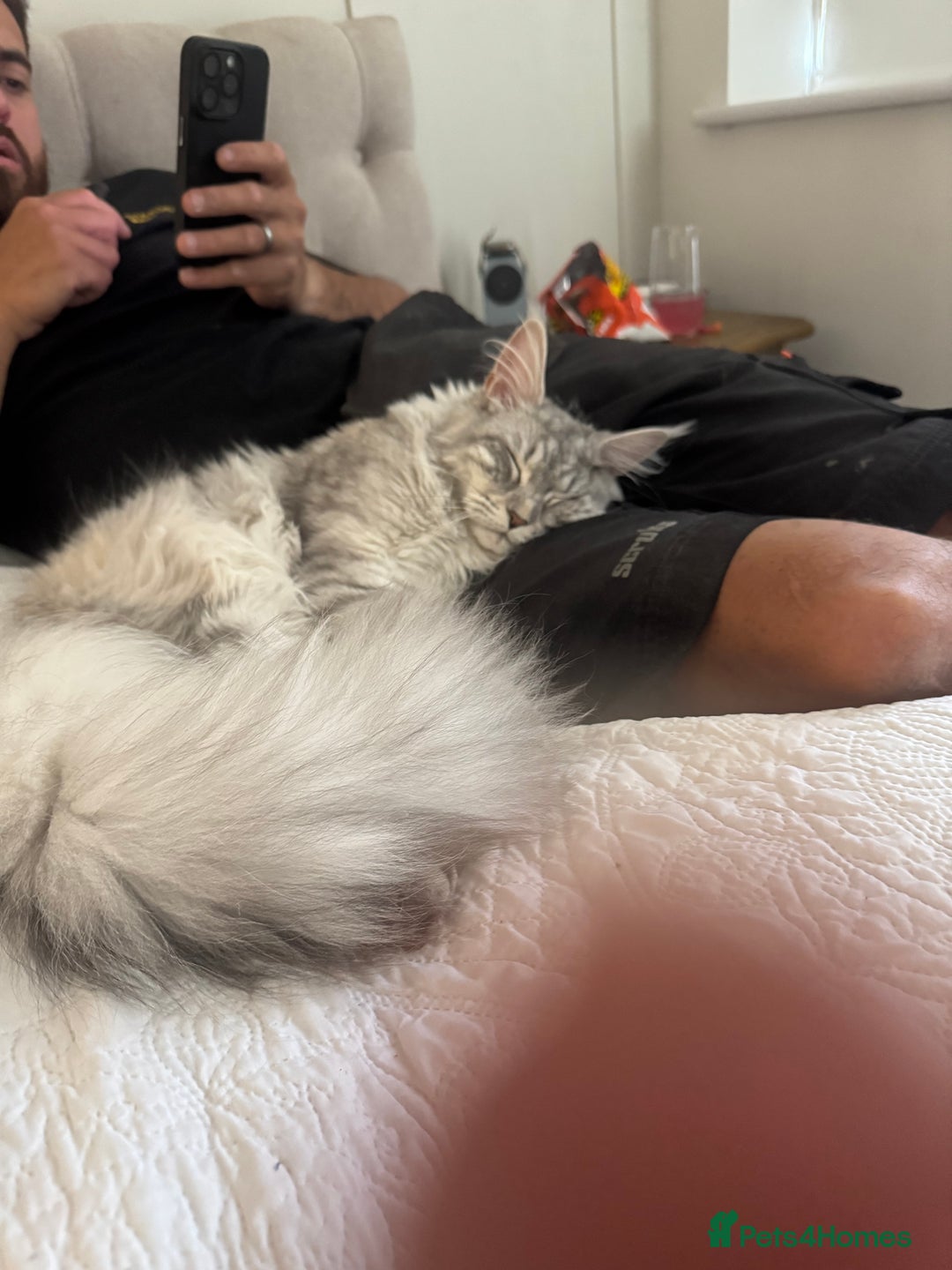 Maine Coon cats for sale: Female Maine coon  - Image 6