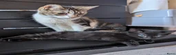 Mixed Breed cats for sale: 4 Beautiful Kittens are available to move in! - Advert 4