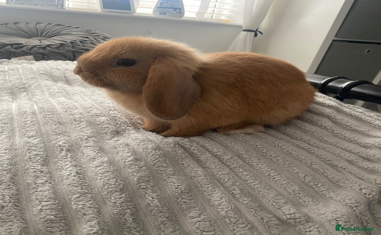 Mini Lop rabbits - Advert 3