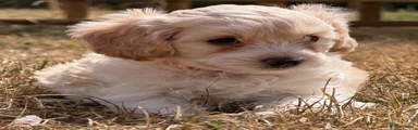 Cockapoo 4
