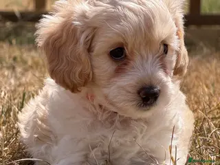 Cockapoo dogs Stunning F1B Cockapoo puppies - Advert 5