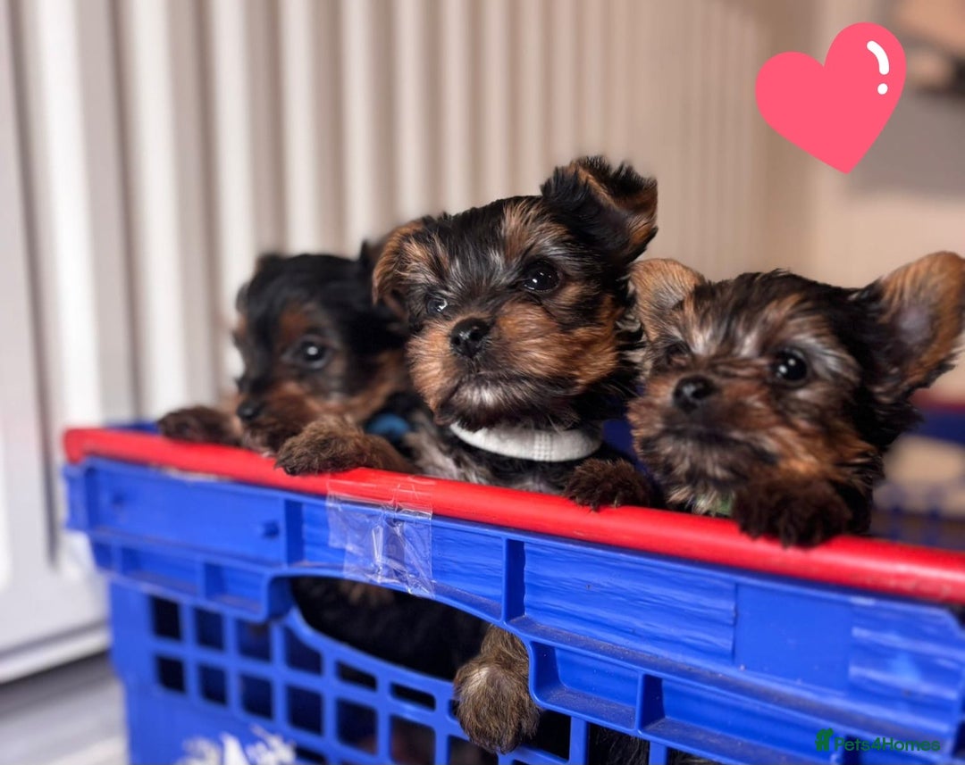 Yorkshire Terrier dogs for sale: Yorkshire terrier puppies for sale - Advert 1