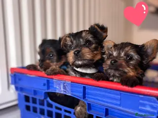 Yorkshire Terrier dogs Yorkshire terrier puppies for sale - Advert 4