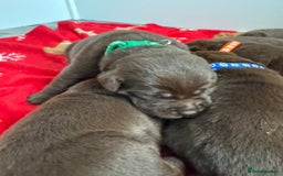Labrador Retriever dogs for sale: 5 Stars 🌟 Chocolate Labradors  🌟  - Image 10