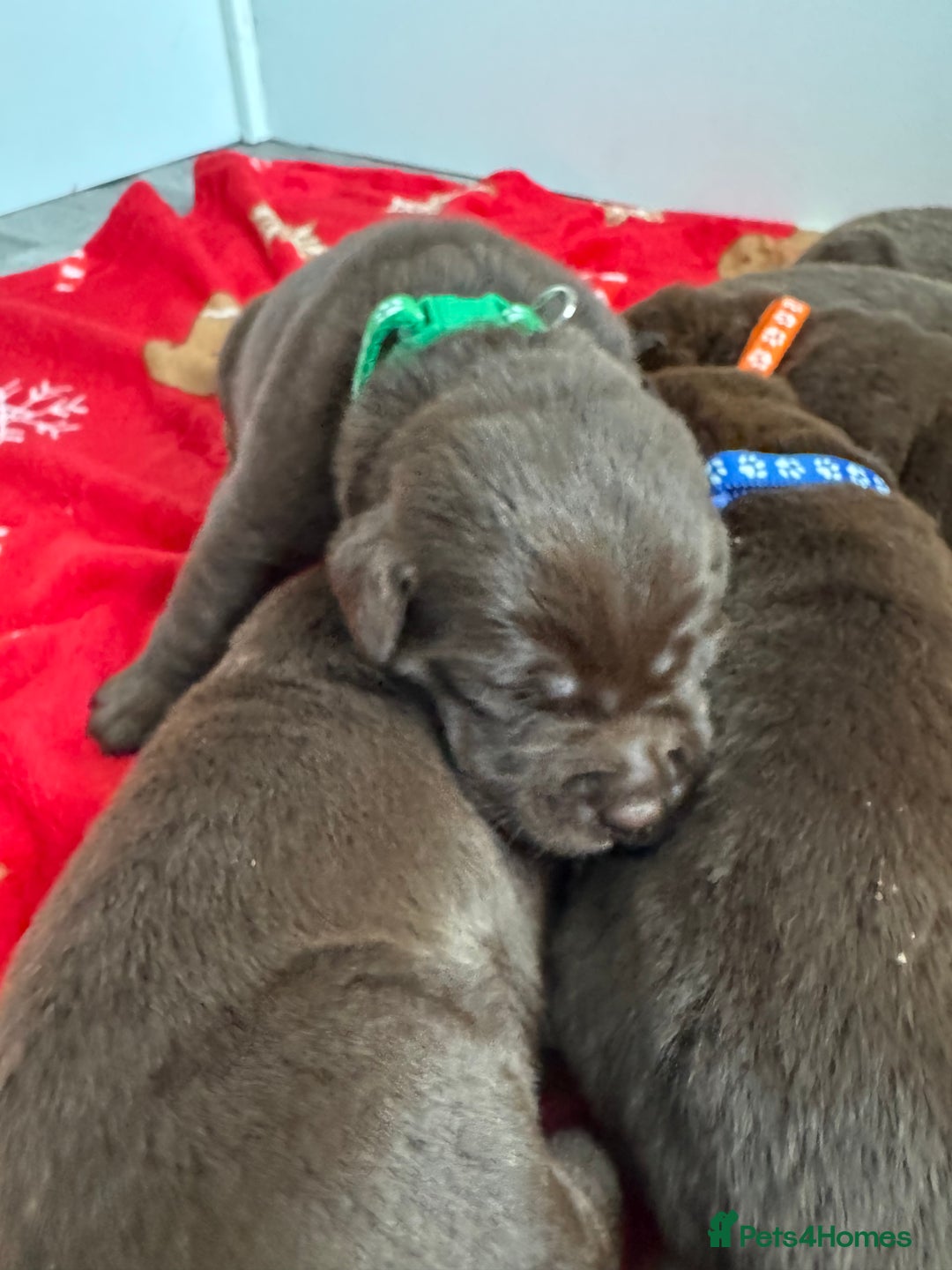 Labrador Retriever dogs for sale: 5 Stars 🌟 Chocolate Labradors  🌟  - Image 10