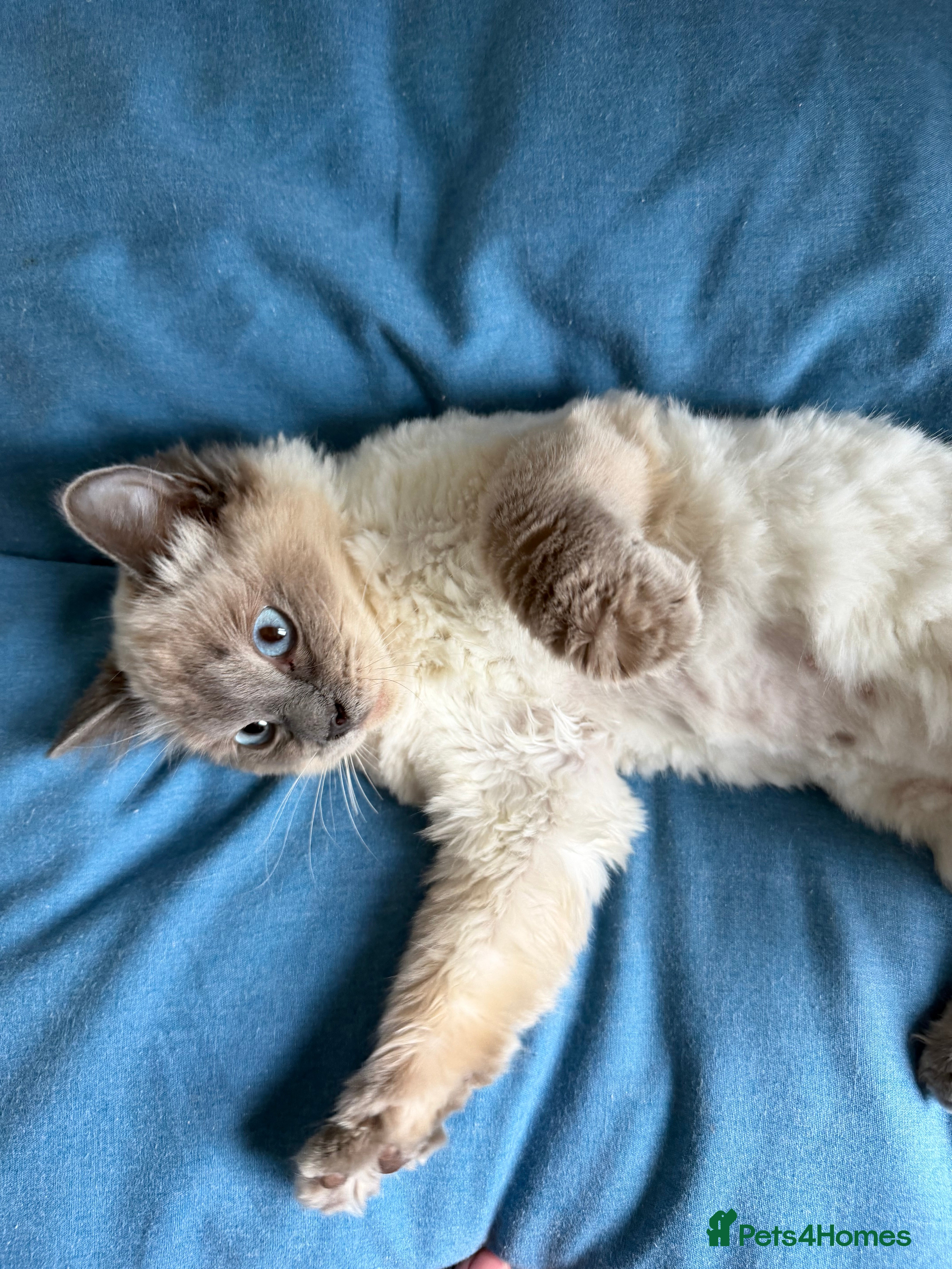 Ragdoll cats Ragdoll female kitten Luna - Advert 5